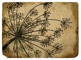 old paper with floral element dill