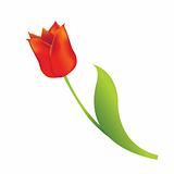 Red tulip on white background