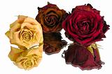 three dried roses 