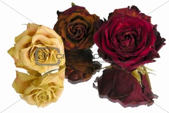 three dried roses 