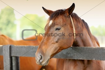 Horse on a farm 