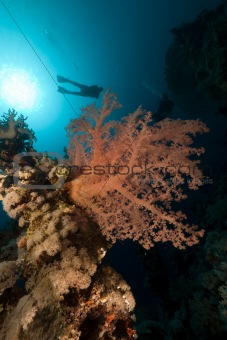 Tropical underwater world and diver in the Red Sea.