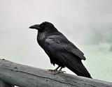  black raven