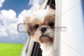 dog enjoying a ride in the car