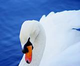 Swan on lake water