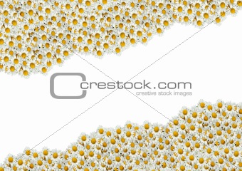 White camomiles as a background