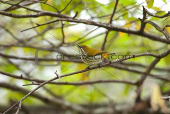 yellow vented flowerpecker 