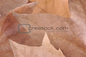 Autumn Leaves