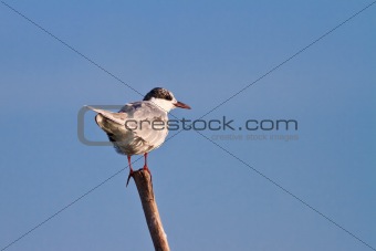 common terns 