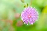 Sensitive plant - Mimosa pudica  in green nature