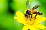 bee and Little yellow star flower  in green nature