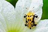 ladybug and white fliwer in green nature