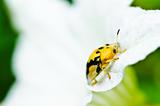 ladybug and white fliwer in green nature