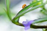 orange beetle and violet flower in green nature