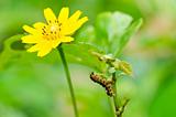 worm and Little star flower in green nature