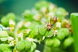 red ant in green nature