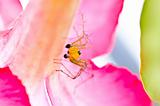 long legs spider and pink flower in green nature