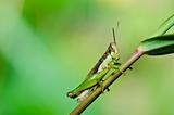 grasshopper in green nature 