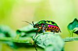 jewel beetle on leaf in green nature