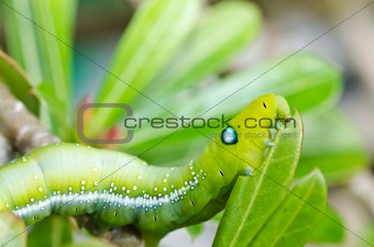 worm in green nature