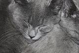 Gray cats are sleeping