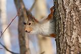 Red squirrel on the tree