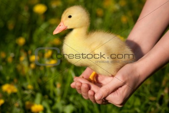Duckling in human hands 