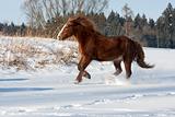 Brown horse run gallop in winter