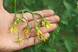 Flowering tomatoes on the hand