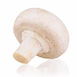 Fresh mushroom champignon