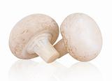 fresh mushroom champignon