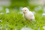 Young Chick in the garden