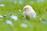 Young Chick in the garden