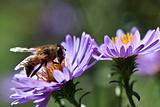 bee on a violet flower