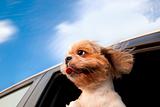 Dog in a Car Window 