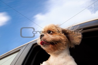 Dog in a Car Window 