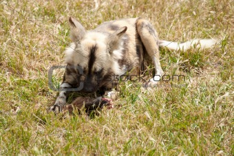 cape hunting dog eating meat