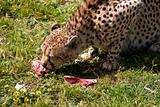 cheetah eating meat