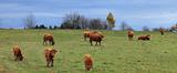 Herd of cattles