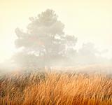 Trees in a fog - mist scenery with high grasses in foreground