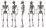 Skeletal structure of the Human Body, five views