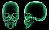 X-ray skeletal structure of the Human Skull