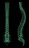 X-ray skeletal structure of the Human Spine