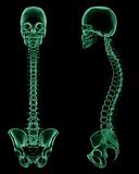X-ray skeletal structure of the Human Skull, Spine and Pelvic Girdle