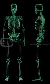 X-ray skeletal structure of the Human Body
