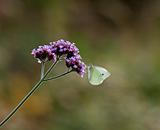 Small White butterfly