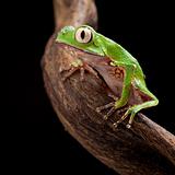 tree frog with big eyes