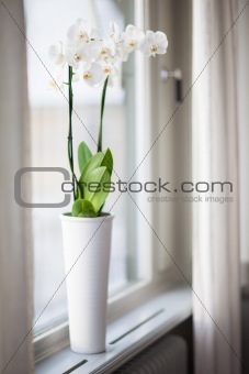 White orchid flower on the window