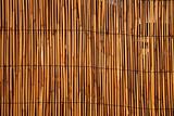 Close up of a bamboo fence, lit by warm evening sunlight.