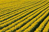 Rows of flowering yellow daffodil flowers in a field. 